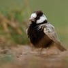 Skrivan obojkovy - Eremopterix nigriceps - Black-crowned Sparrow-Lark 3546